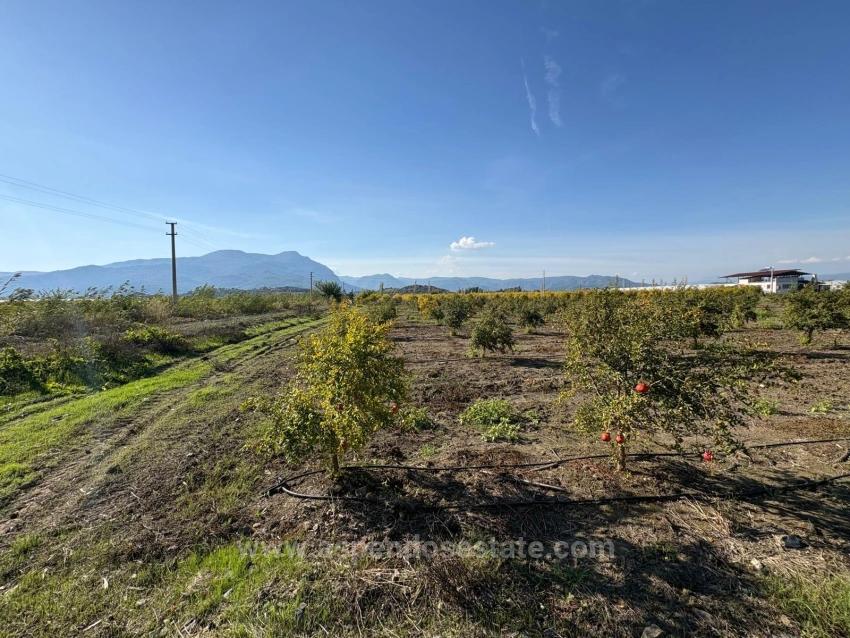 21500 M² Großer Granatapfelgarten In Eskiköy Zu Verkaufen