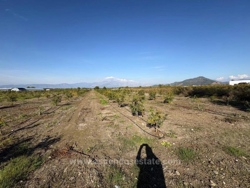 21500 M² Großer Granatapfelgarten In Eskiköy Zu Verkaufen