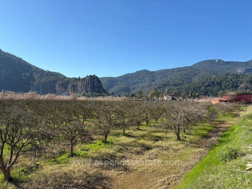 5985 M² Großes Grundstück In Dalyan Zu Verkaufen, Ausgewiesen Für 5 % Weinbau/Obstbau.