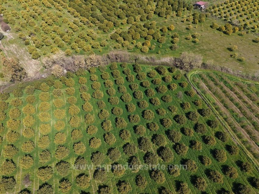 17.550 M2 Weinberg-Bahce Zum Verkauf In Der Nähe Des Dalyan Centers