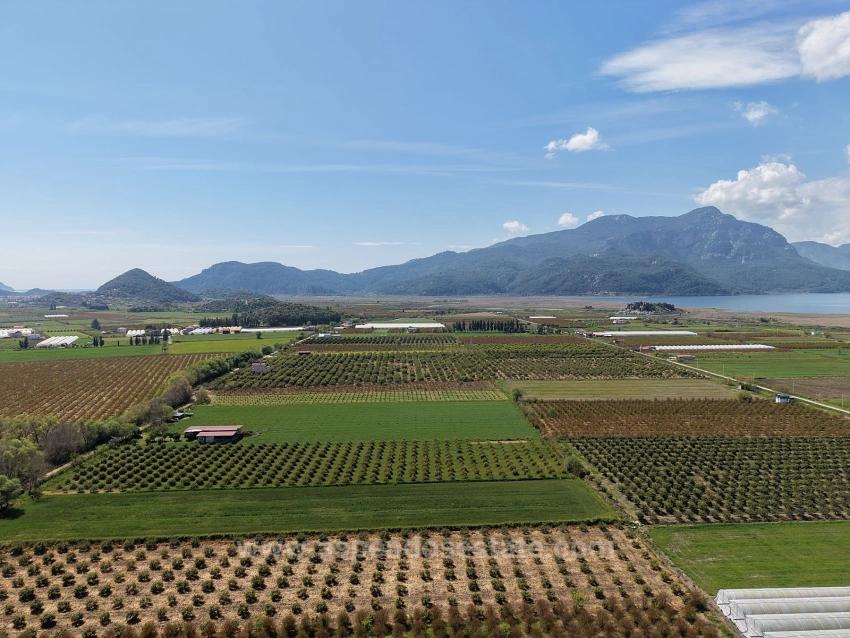 16.000 M² Großer Granatapfelgarten In Eskiköy Zu Verkaufen