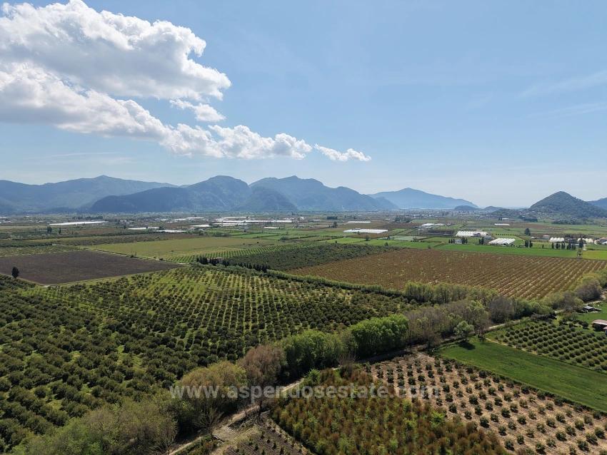 16.000 M² Großer Granatapfelgarten In Eskiköy Zu Verkaufen