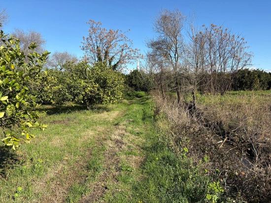 Zitronenhain In Dalyan Zu Verkaufen, 16.500 M²