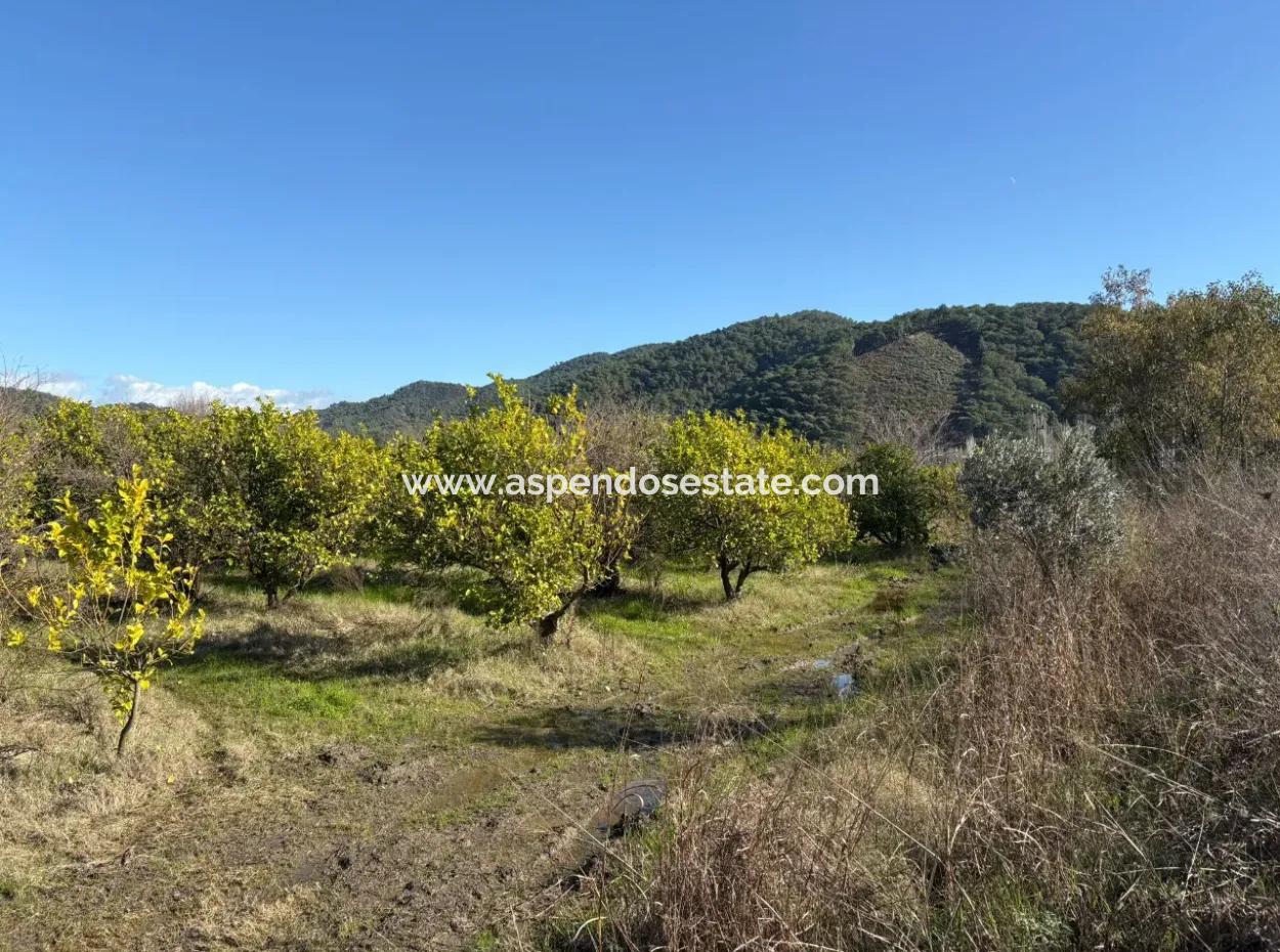 23.000M2 Freistehender Feldgarten Zum Verkauf In Tepearasin,