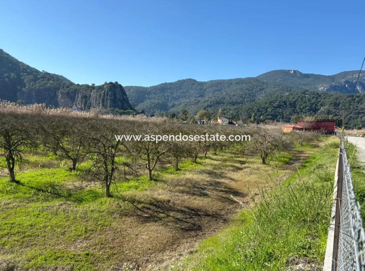 5985M2 5% Zoniertes Land Zum Verkauf In Dalyan Als Weinberggarten