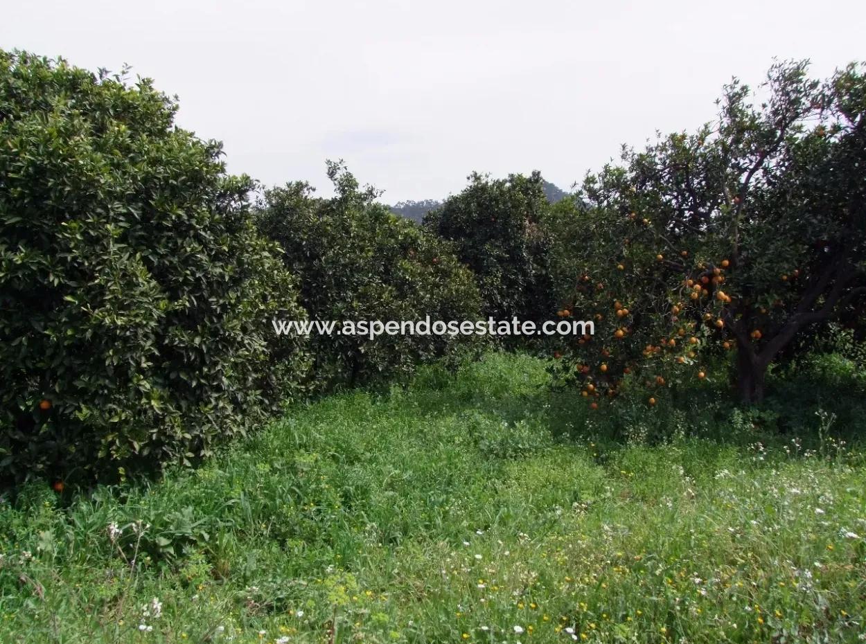 Bad Für Verkauf In Orange Grove 24,000M2 Zum Verkauf In Der Nähe Von Dem Meer Garten Zum Verkauf Schnäppchen