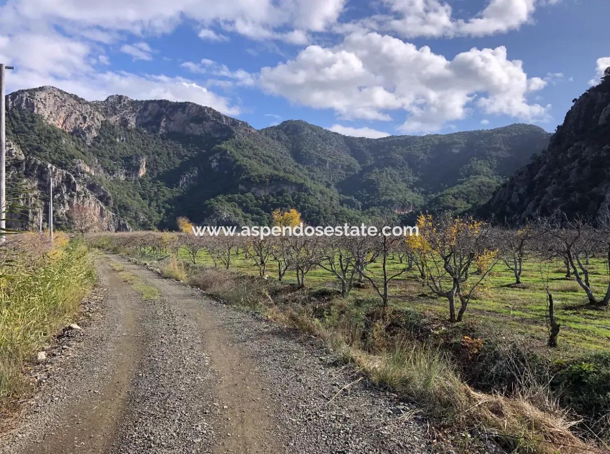 Grundstück Zu Verkaufen In Dalyan Istuzu Yollu Auf 24.000M2 Granatapfelgarten Zu Verkaufen