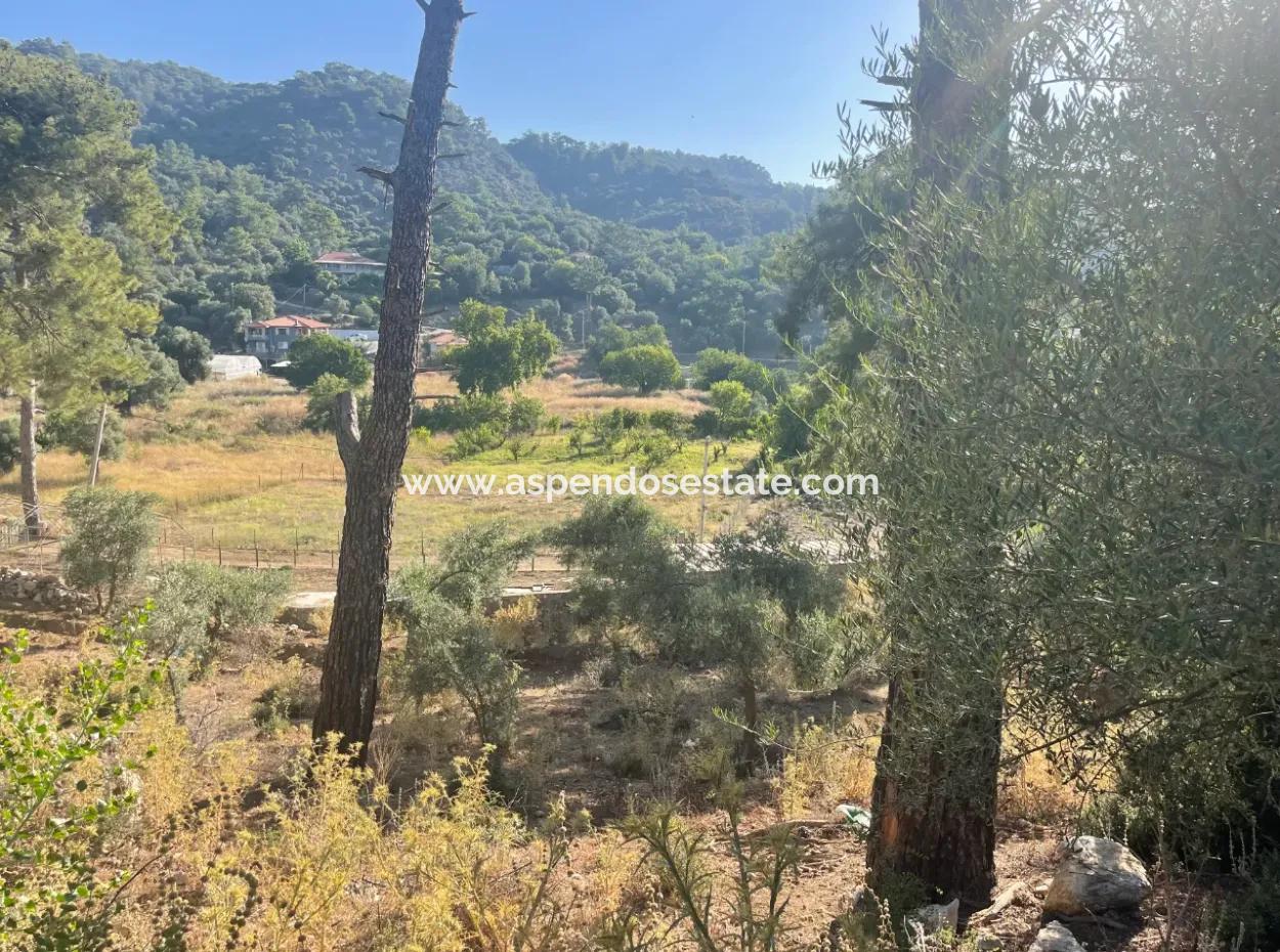 1.320M2 Feld Zum Verkauf Im Zentrum Von Çandır Am Wald