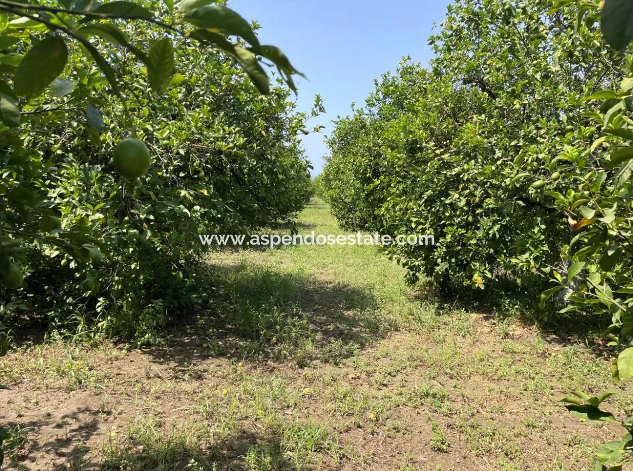 10.000M2 Grundstück Zum Verkauf Im Bebauten Gebiet Des Dorfes In Okçular