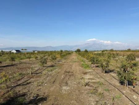 21500M2 Granatapfelgarten Zum Verkauf In Eskiköy