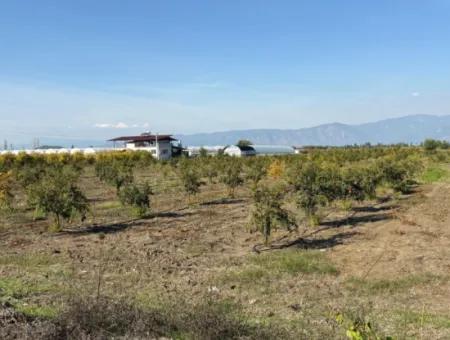 21500M2 Granatapfelgarten Zum Verkauf In Eskiköy