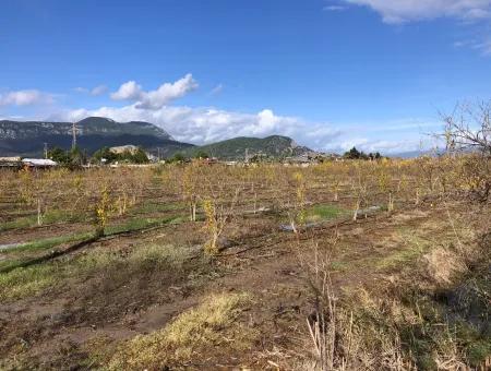 Grundstück Zu Verkaufen In Dalyan Istuzu Yollu Auf 24.000M2 Granatapfelgarten Zu Verkaufen