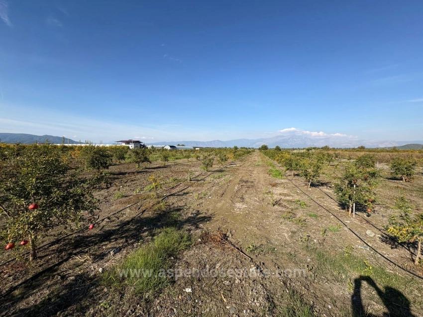 21500M2 Pomegranate Garden For Sale In Eskiköy