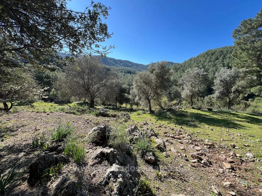 Land For Sale In Gökbel, Surrounded By Nature And Forest.