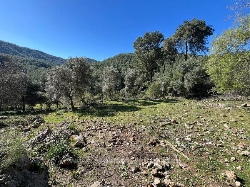 Land For Sale In Gökbel, Surrounded By Nature And Forest.
