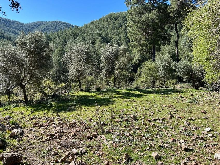 Land For Sale In Gökbel, Surrounded By Nature And Forest.