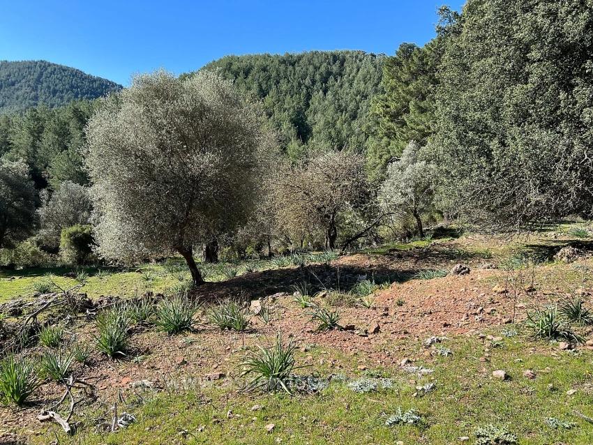 Land For Sale In Gökbel, Surrounded By Nature And Forest.