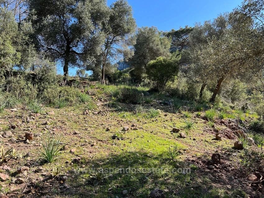 Land For Sale In Gökbel, Surrounded By Nature And Forest.