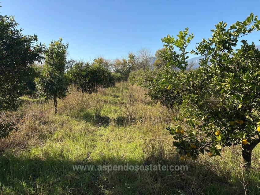 4,541 M² Garden For Sale In Dalyan.