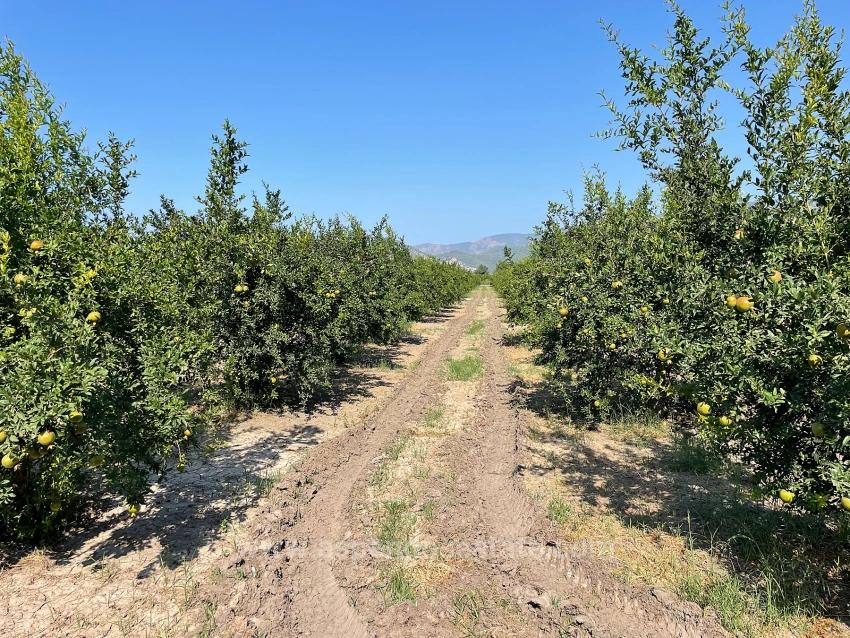 10,000 M² Pomegranate Orchard For Sale In Dalyan Arıkbaşı Gerendüzü Area.