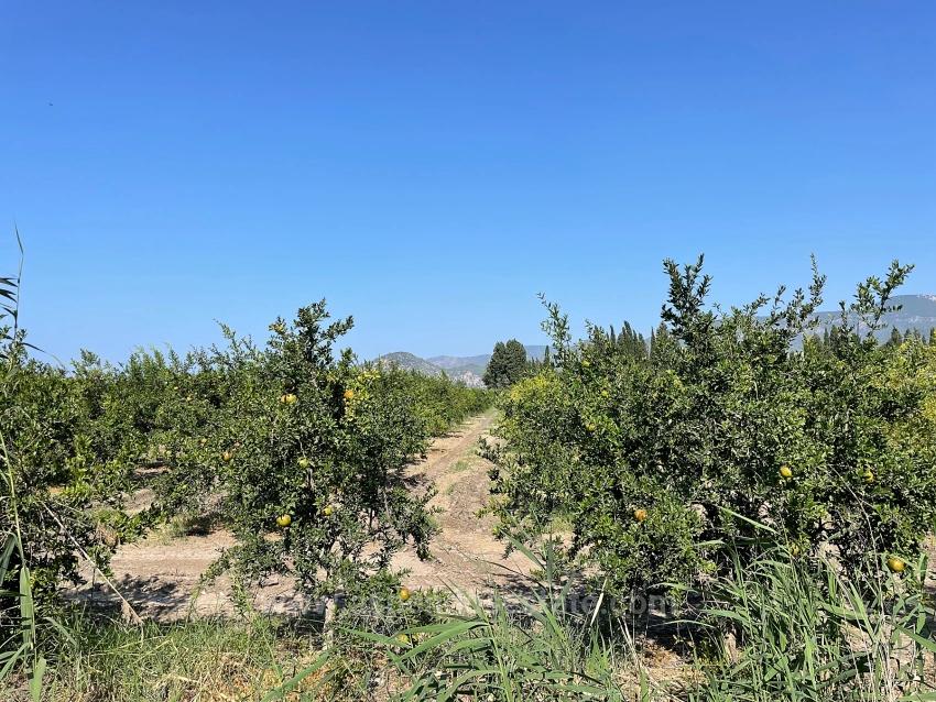 10,000 M² Pomegranate Orchard For Sale In Dalyan Arıkbaşı Gerendüzü Area.