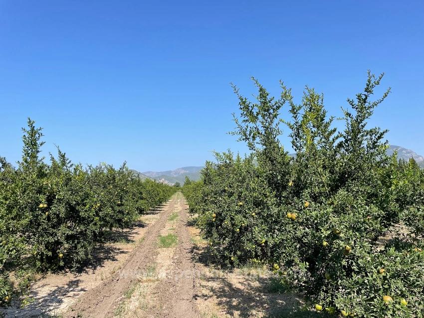 10,000 M² Pomegranate Orchard For Sale In Dalyan Arıkbaşı Gerendüzü Area.