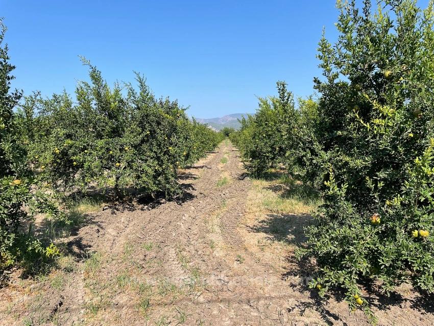10,000 M² Pomegranate Orchard For Sale In Dalyan Arıkbaşı Gerendüzü Area.