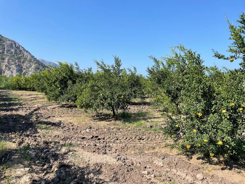 10,000 M² Pomegranate Orchard For Sale In Dalyan Arıkbaşı Gerendüzü Area.