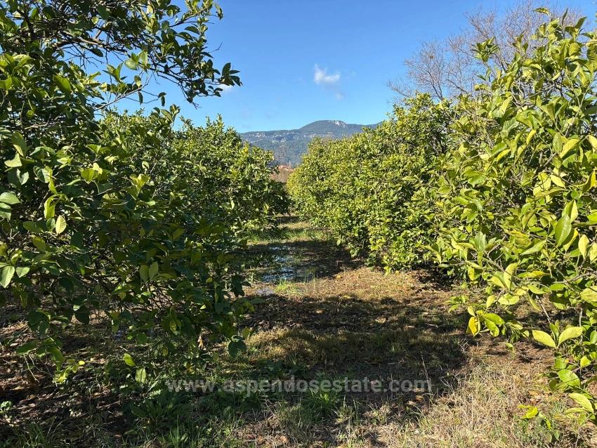Lemon Orchard For Sale In Dalyan, 16,500 M²