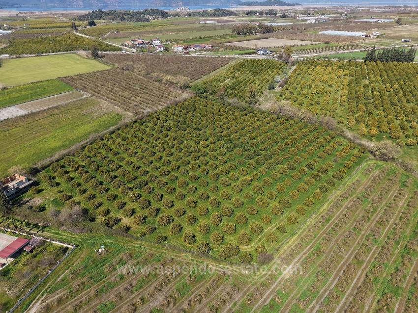 17.550M2 Vineyard-Bahce For Sale Close To Dalyan Center