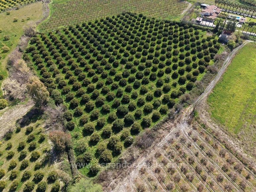 17.550M2 Vineyard-Bahce For Sale Close To Dalyan Center