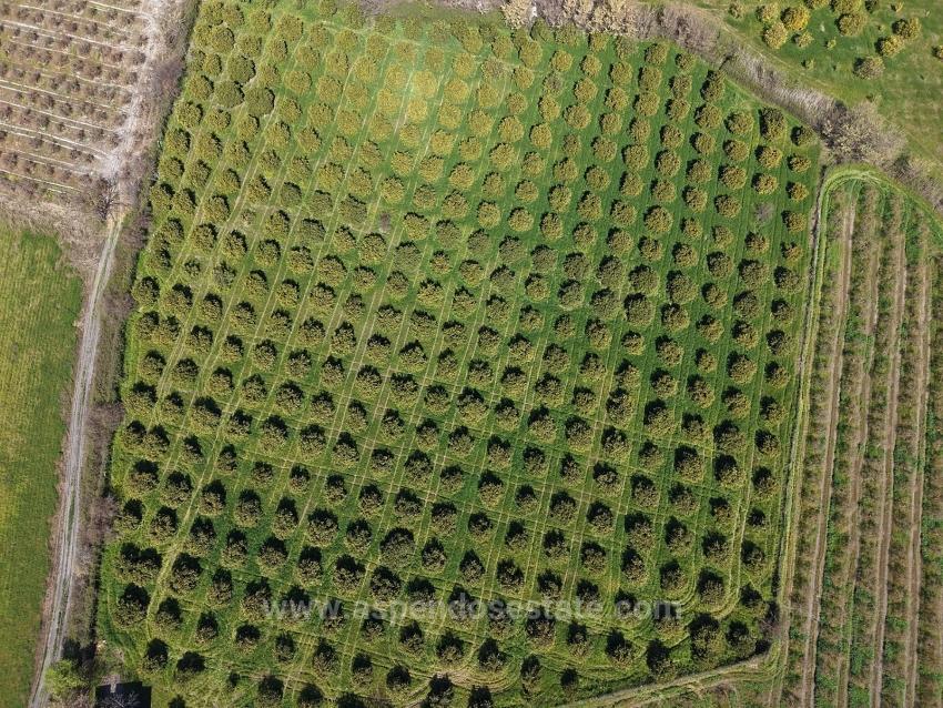 17.550M2 Vineyard-Bahce For Sale Close To Dalyan Center