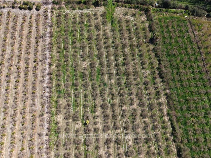 16.710M2 Pomegranate Garden For Sale With Lake View In Eskiköy