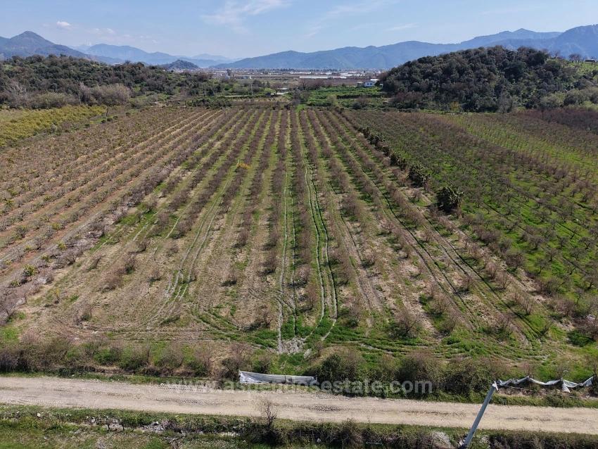 16.710M2 Pomegranate Garden For Sale With Lake View In Eskiköy