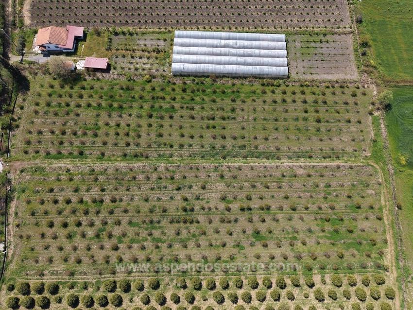 16,000 M² Pomegranate Orchard For Sale In Eskiköy