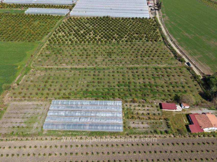 16,000 M² Pomegranate Orchard For Sale In Eskiköy