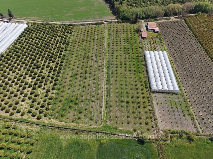 16,000 M² Pomegranate Orchard For Sale In Eskiköy