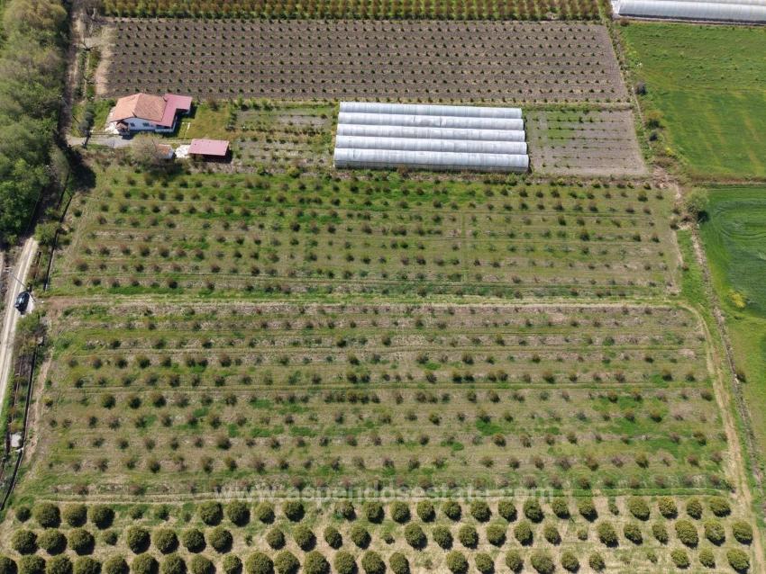 16,000 M² Pomegranate Orchard For Sale In Eskiköy