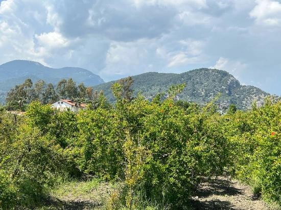 5,100 M² Plot Of Land For Sale In Dalyan, Maraş Area, Zoned For 5% Residential Use.