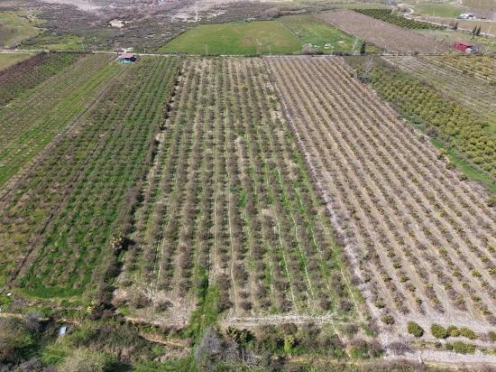 16.710M2 Pomegranate Garden For Sale With Lake View In Eskiköy