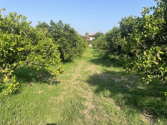 722M2 Land For Sale In Dalyan Gülpınar