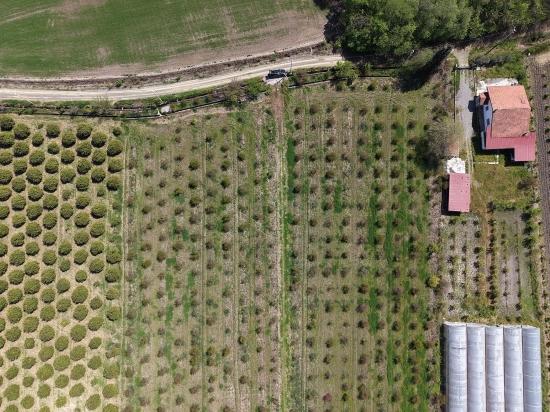 16,000 M² Pomegranate Orchard For Sale In Eskiköy