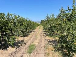 10,000 M² Pomegranate Orchard For Sale In Dalyan Arıkbaşı Gerendüzü Area.