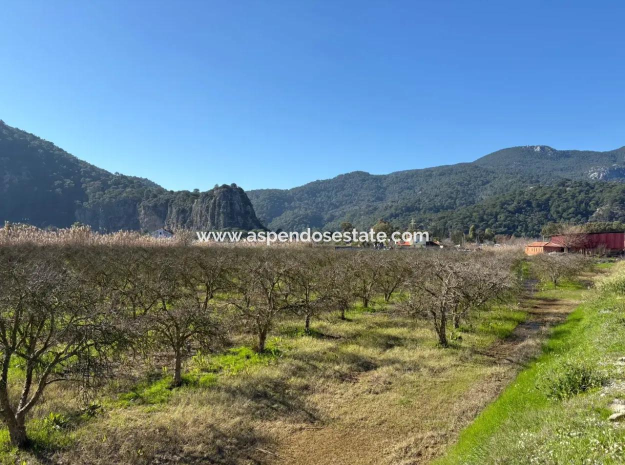 5985M2 5% Zoned Land For Sale In Dalyan As Vineyard Garden