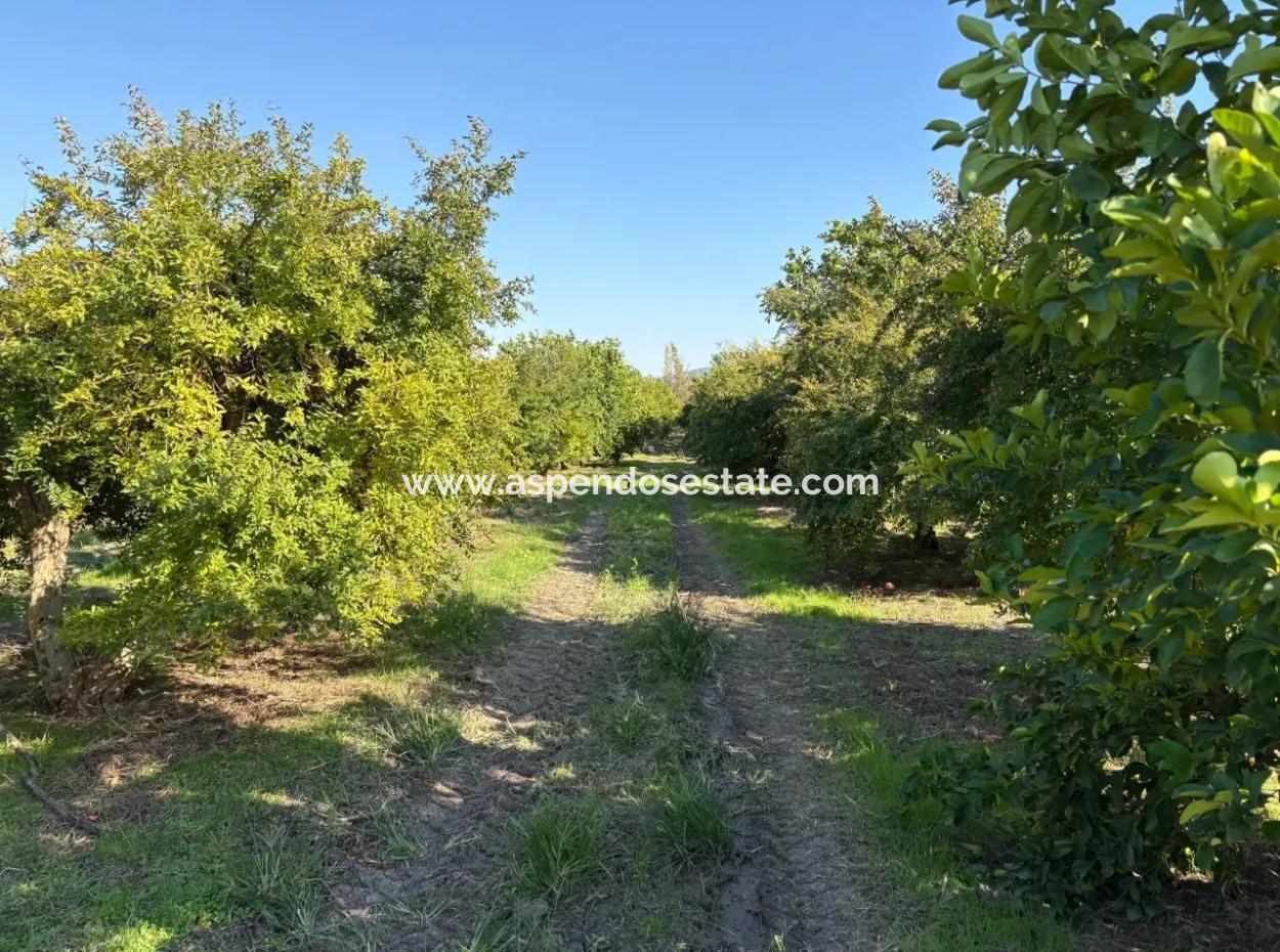 6150M2 Lemon And Pomegranate Garden For Sale In Eskiköy