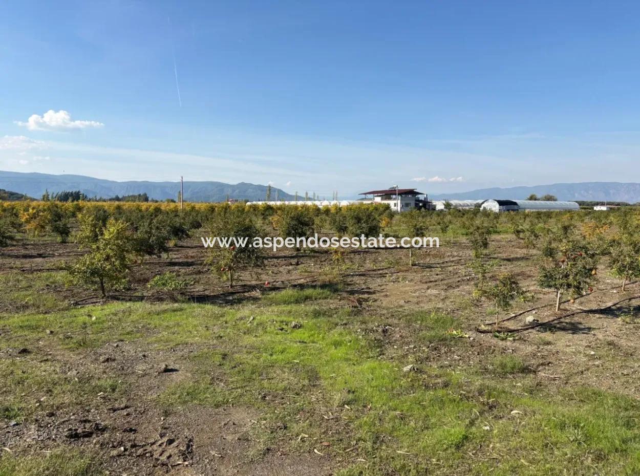 21500M2 Pomegranate Orchard For Sale In Eskiköy