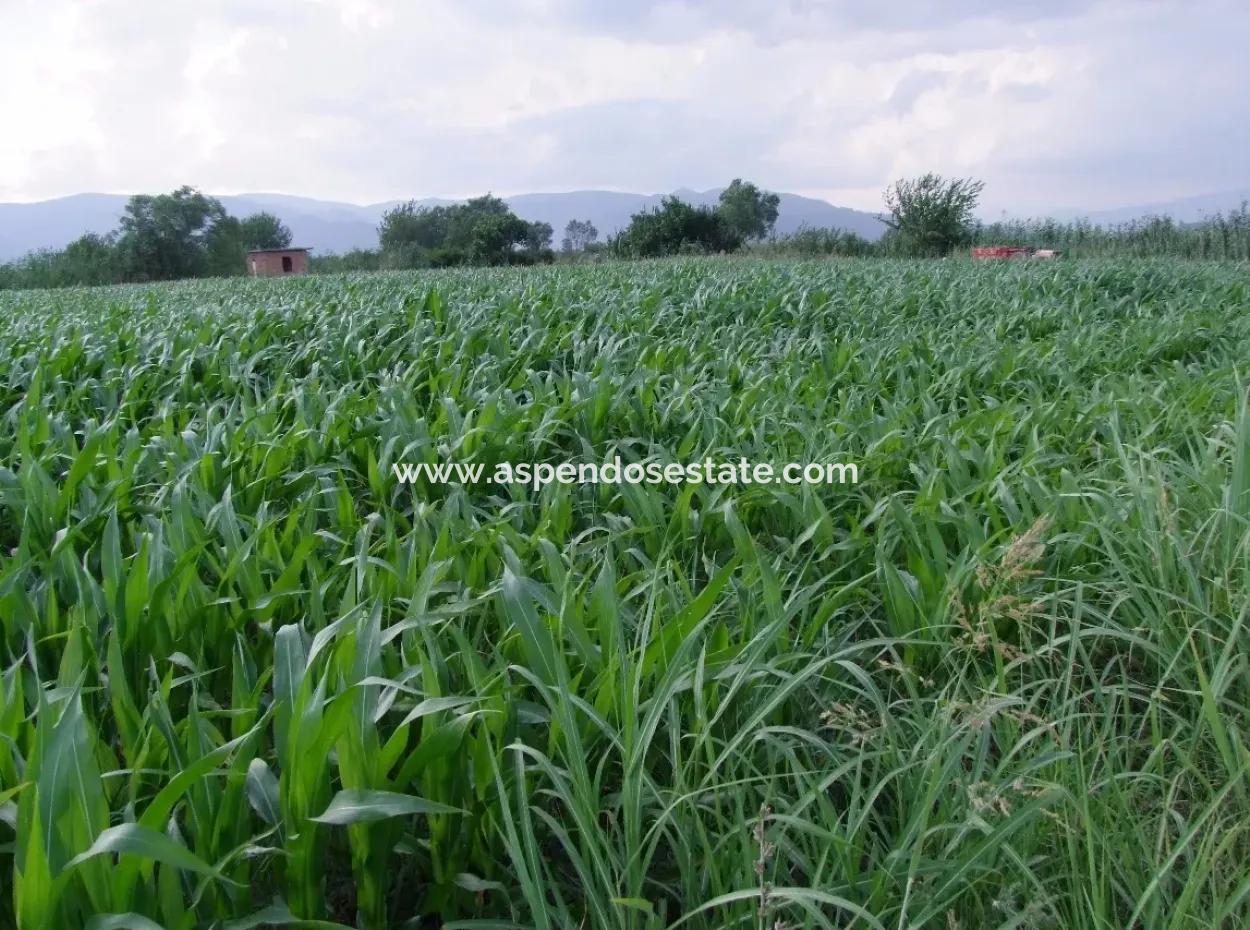 Farm For Sale Near The Centre Of Dalyan,14, 612M2 Farm For Sale