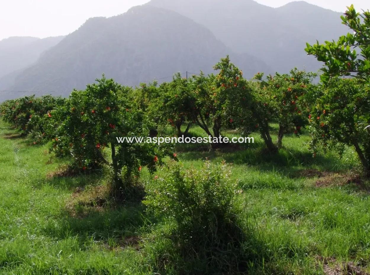 Merkez Dalyan Iztuzu Lake Garden Villa For Sale