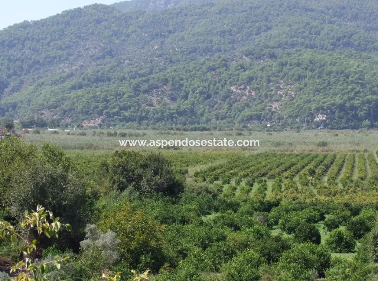 For Sale Farm For Sale In Dalyan 73410M2