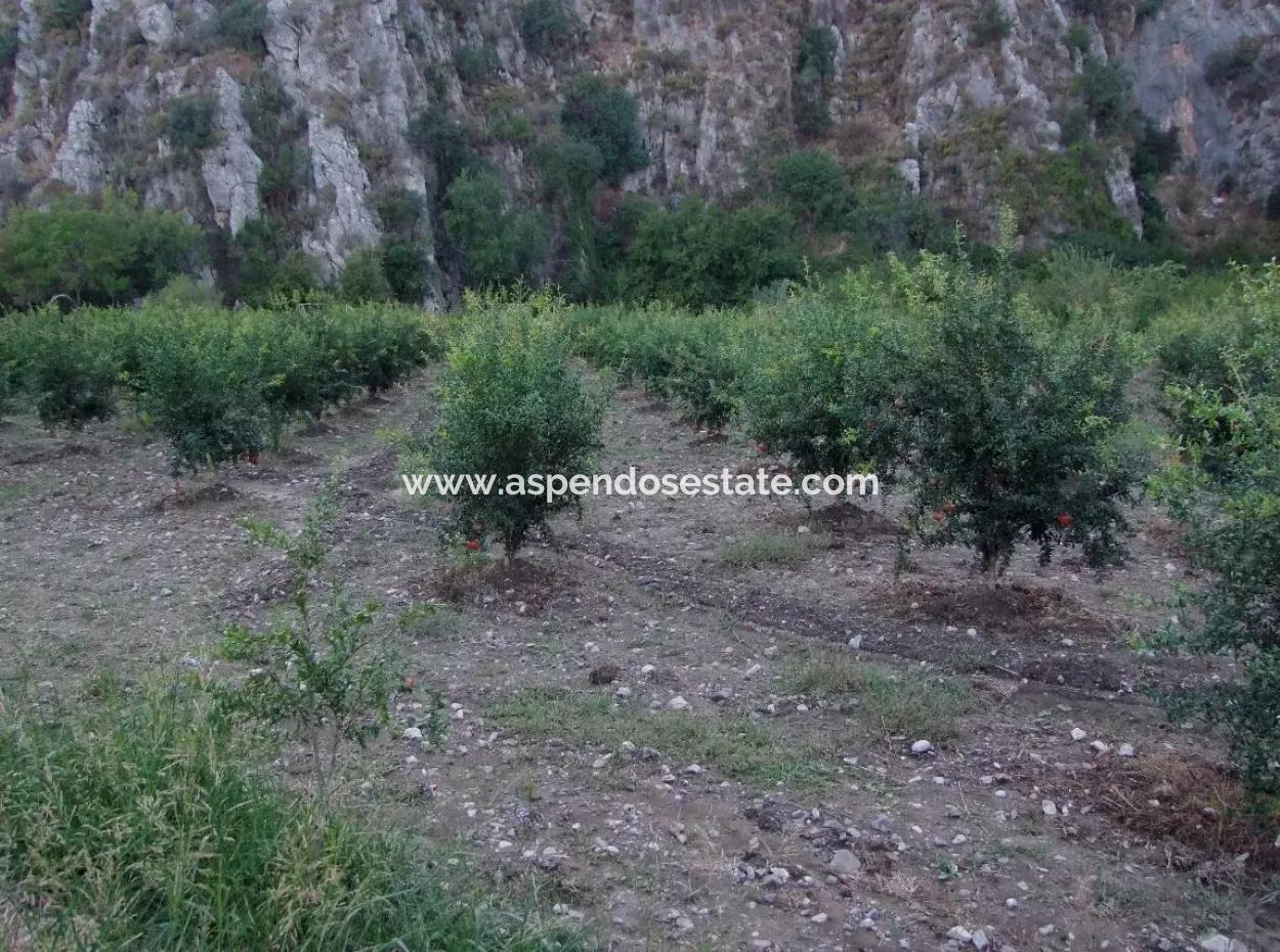 Plot For Sale In Pomegranate Garden For Sale In Oriya Mergenli Mergenli